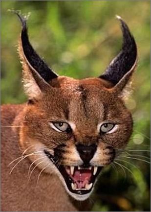 5金7银16铜!我校在第五届中国互联网+大学生创新创业大赛黑龙江赛区决赛中再创辉煌-IM电竞(图3) IM电竞官网