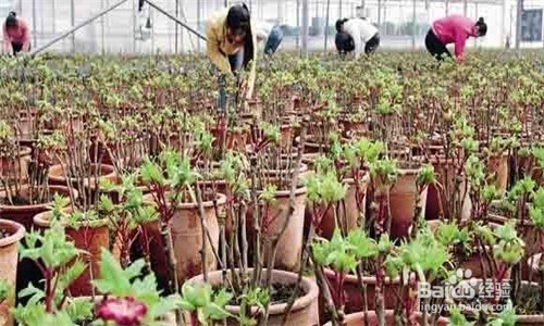 IM电竞平台|小萝卜头的故事,小萝卜头宋振中的故事(图1) IM电竞