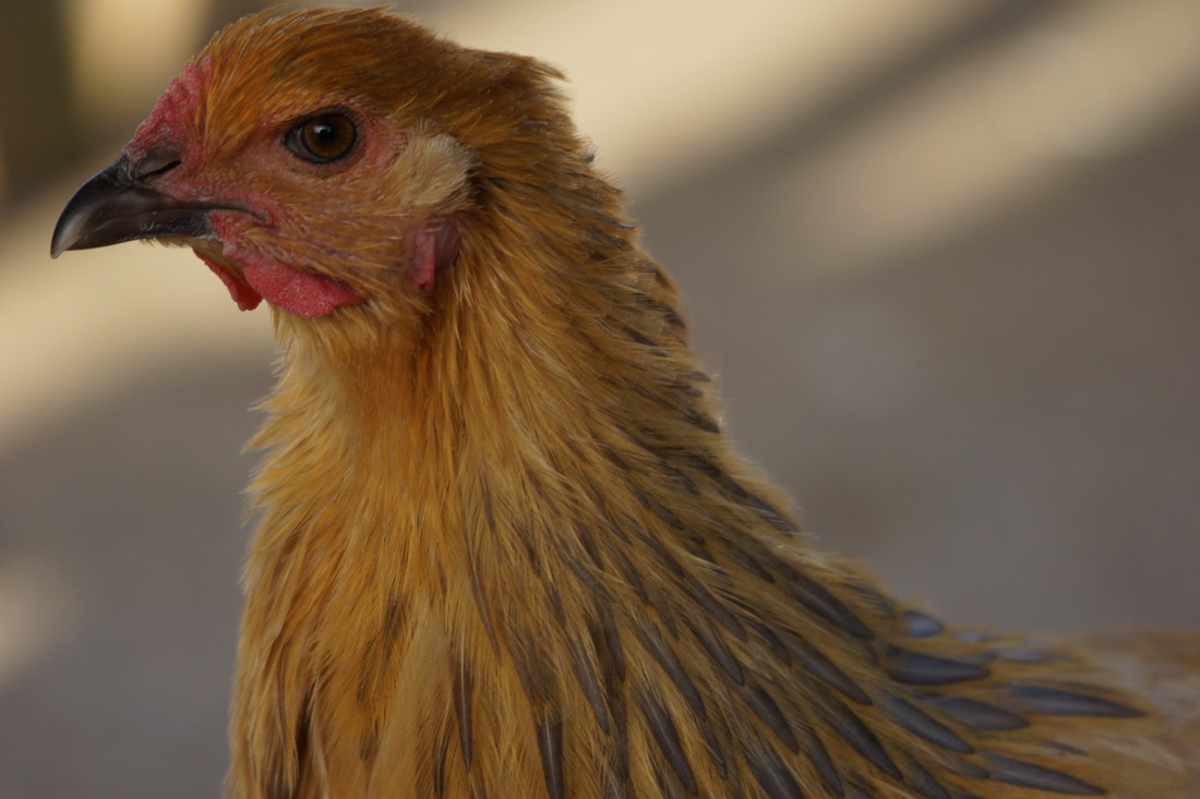 IM电竞-4月1日起 支付宝这个功能要大变(图1) IM电竞