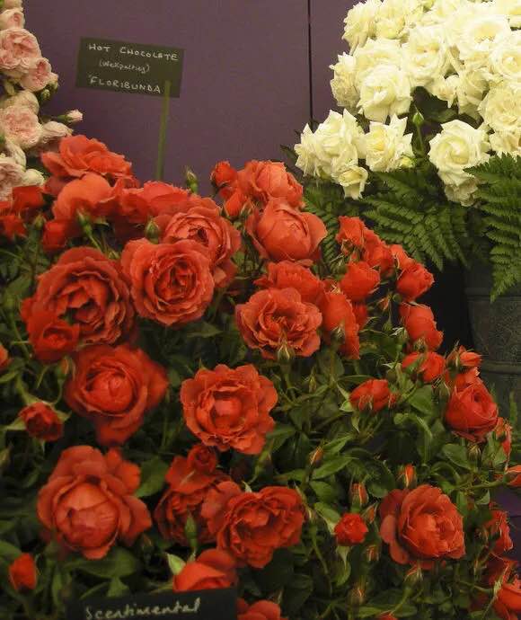 “IM电竞”我校2014级家庭经济困难学生认定与老生复核认定工作顺利完成(图3) IM电竞